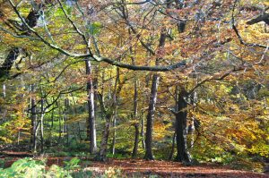 Autumnal trees