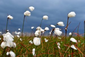 cotton-grass-haworth