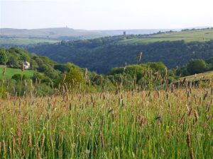 High summer grasses